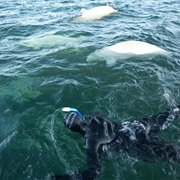 Swim With Wild Belugas, Churchill (MB)