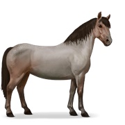 Chincoteague Pony - Roan