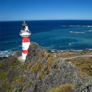 Cape Palliser New Zealand