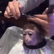 Monkey Haircut