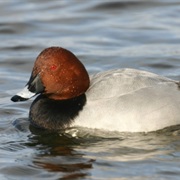 Pochard