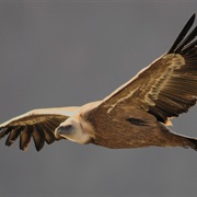 Griffon Vulture (Serbia)