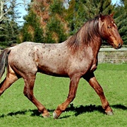 Colonial Spanish Horse