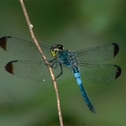Dragonflies Have 6 Legs but Can&#39;t Walk