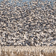 Pocosin Lakes National Wildlife Refuge