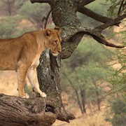 Majete Wildlife Reserve