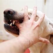 Get Bit by an Animal