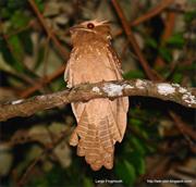 Large Frogmouth