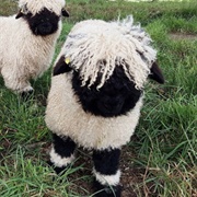 Valais Sheep