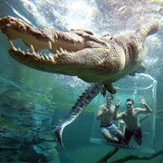 Australian Croc-Tours & Crocosaurus Cove