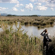 Birdwatching in Parc Natural De S'albufera, Mallorca