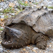 Alligator Snapping Turtle