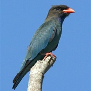 Dollarbird