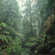 The Tarkine, Australia