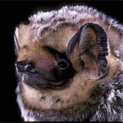 Hoary Bat