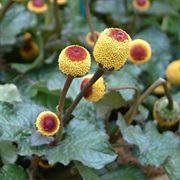 Toothache Plant (Acmella Oleracea)
