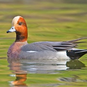Eurasian Widgeon
