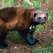 Wolverine