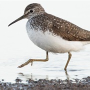 Green Sandpiper