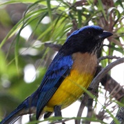 Carriker's Mountain-Tanager