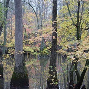 Cache River National Wildlife Refuge