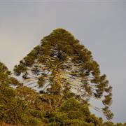 Dan Dan National Park (QLD)