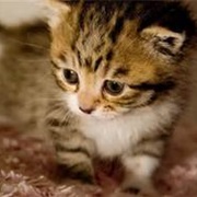 Kitten