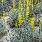 Annual Yellow-Lupin (Lupinus Luteus)