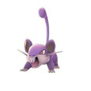 Rattata