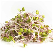 Radish Sprouts