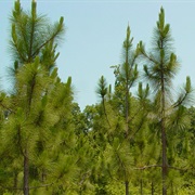 Clemmons Educational State Forest, North Carolina