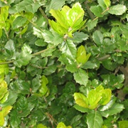 California Live Oak (Quercus Agrifolia)