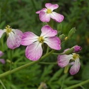 Radish Flower