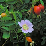 California Wildrose (Rosa Californica)