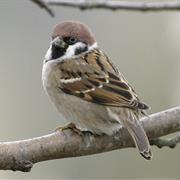 Eurasian Tree Sparrow