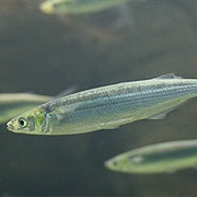 Jacksmelt (Aka: Silverside, Horse Smelt, Blue Smelt, California Smelt)