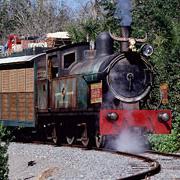 Wildlife Express Train