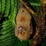 Fijian Monkey-Faced Bat