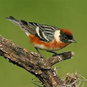 Bay-Breasted Warbler