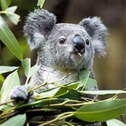 Discover the Favourite Food of Different Anaimals