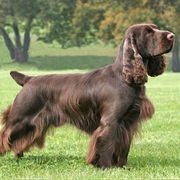 Field Spaniel