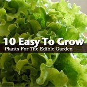 Grow Something Edible