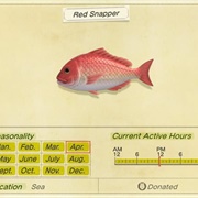 Red Snapper