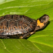 Bog Turtle