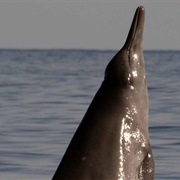 Sowerby's  Beaked Whale