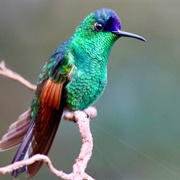 Blue-Capped Hummingbird