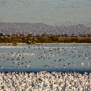 Sonny Bono Salton Sea National Wildlife Refuge