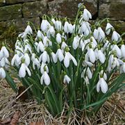 Snowdrops