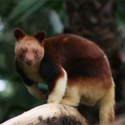 Wondiwoi Tree-Kangaroo (Possibly Extinct)