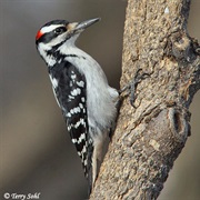 Hairy Woodpecker